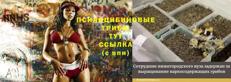 Псилоцибиновые грибы MAGIC MUSHROOMS  Заинск 