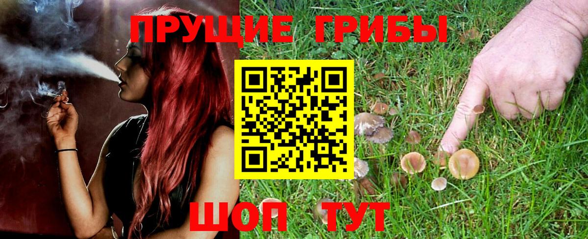 Псилоцибиновые грибы Psilocybine cubensis  Галлюциногенные грибы GOLDEN TEACHER  Заинск 